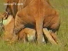 Exclusive beast sex movie scene featuring a lion mounting its partner for a quick romp